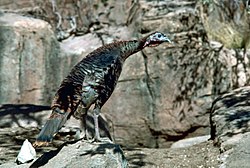 A wild turkey for you to catch (I like it's expression :)
