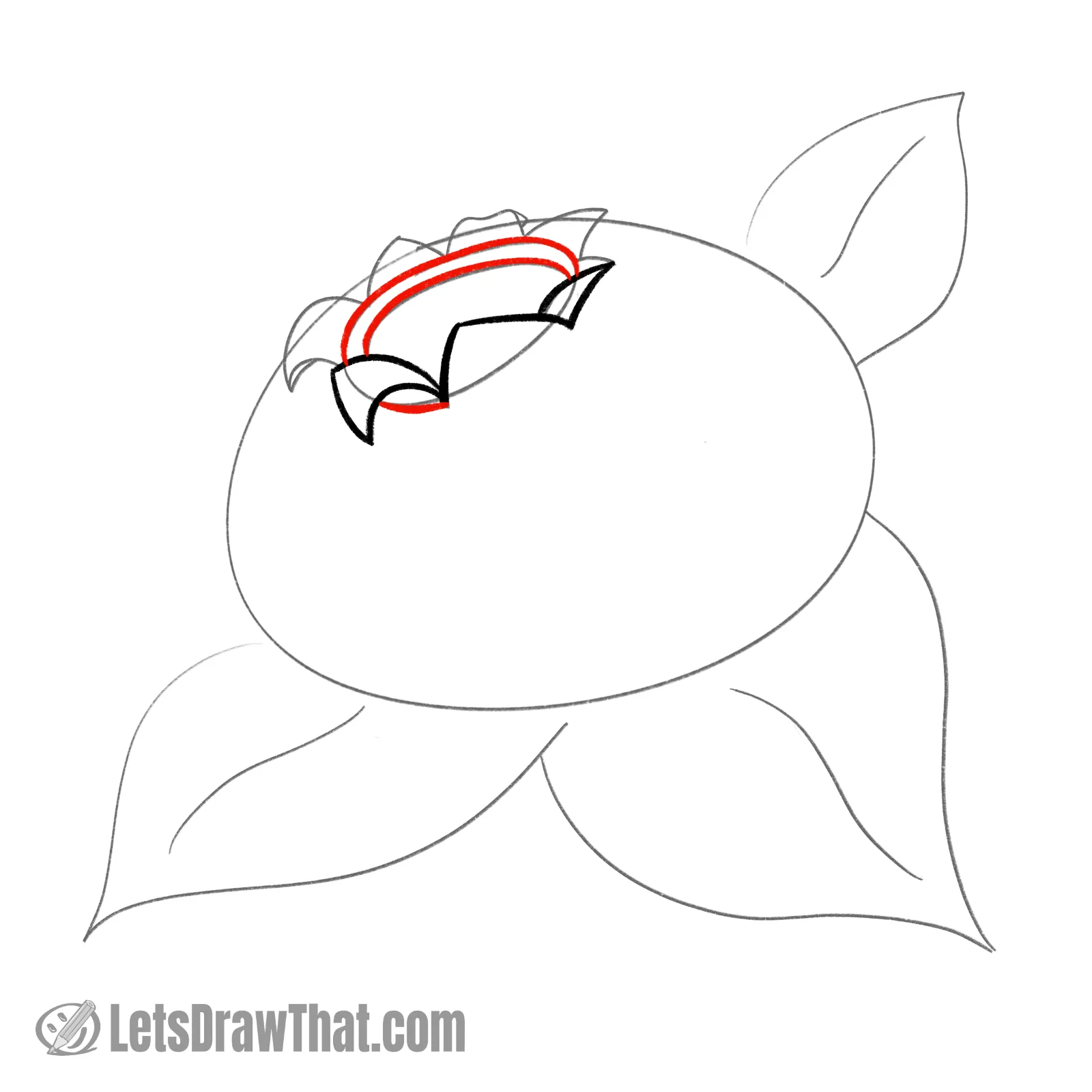 Drawing step: Draw the calyx center dip